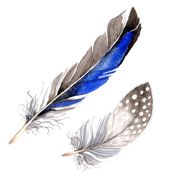 Акварельне синьо-чорне пташине перо з крила ізольоване. Пір'я акварелі для тла. Мода малювання акварелі. Ізольовані пір'я елемент ілюстрації . — стокове фото