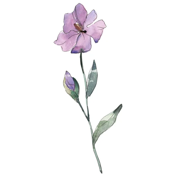 Flor botánica floral de lino púrpura. Flor silvestre de hoja de primavera aislada. Conjunto de ilustración de fondo acuarela. Acuarela dibujo moda aquarelle. Elemento aislado de ilustración de lino . - foto de stock