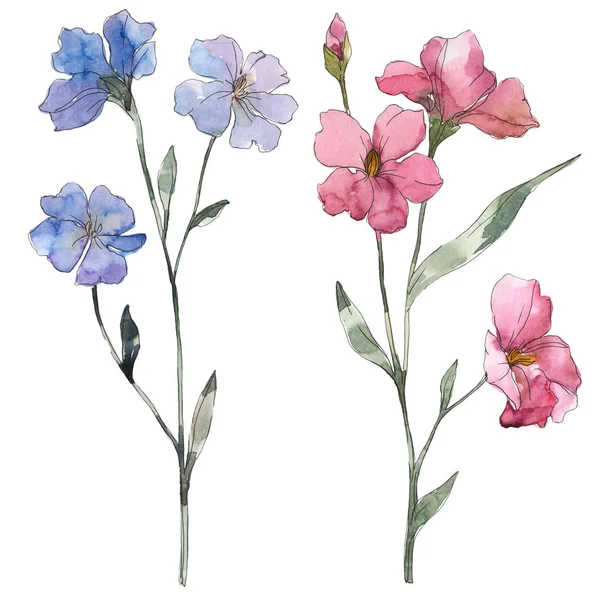 Fiore botanico floreale di lino rosa e viola. Fiore selvatico primaverile isolato. Acquerello sfondo illustrazione set. Acquerello disegno moda acquerello. Elemento di illustrazione del lino isolato . — Foto stock