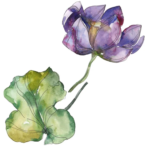 Purple lotus foral botanical flower. Wild spring leaf wildflower isolated. Watercolor background illustration set. Watercolour drawing fashion aquarelle. Isolated lotus illustration element. — Stock Photo