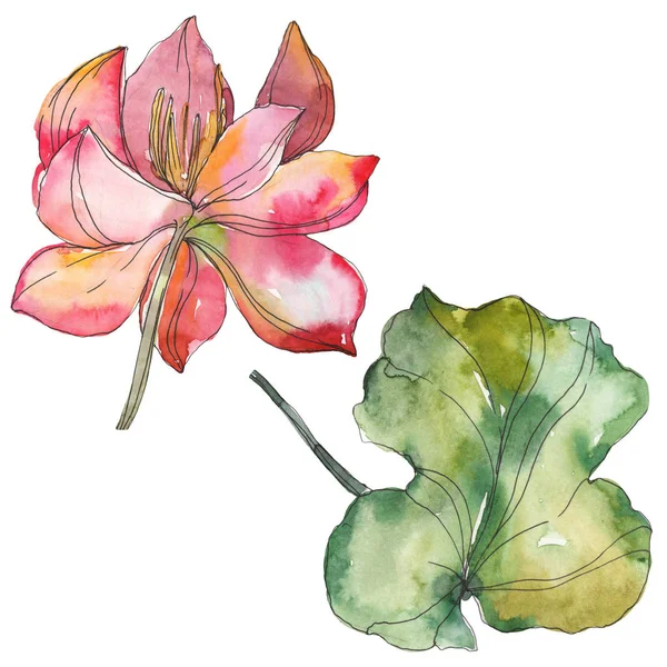 Pink lotus foral botanical flower. Wild spring leaf wildflower isolated. Watercolor background illustration set. Watercolour drawing fashion aquarelle. Isolated lotus illustration element. — Stock Photo