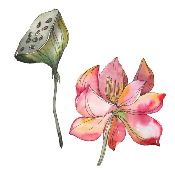 Pink lotus foral botanical flower. Wild spring leaf wildflower isolated. Watercolor background illustration set. Watercolour drawing fashion aquarelle. Isolated lotus illustration element. — Stock Photo