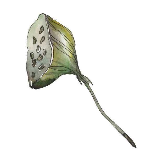 Lotus foral botanische Blume. wildes Frühlingsblatt Wildblume isoliert. Aquarell Hintergrundillustration Set. Aquarell zeichnen Mode-Aquarell. isoliertes Lotus-Illustrationselement. — Stockfoto