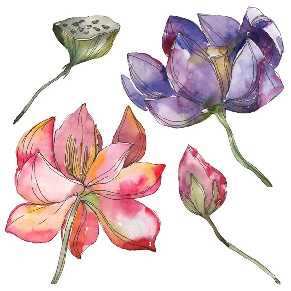 Fiore botanico di loto rosa e viola. Fiore selvatico primaverile isolato. Acquerello sfondo illustrazione set. Acquerello disegno moda acquerello. Elemento di illustrazione del loto isolato . — Foto stock