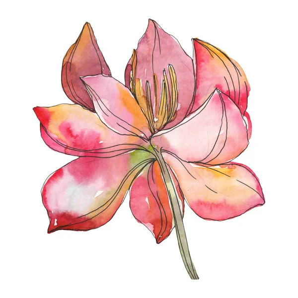 Pink lotus foral botanical flower. Wild spring leaf wildflower isolated. Watercolor background illustration set. Watercolour drawing fashion aquarelle. Isolated lotus illustration element. — Stock Photo