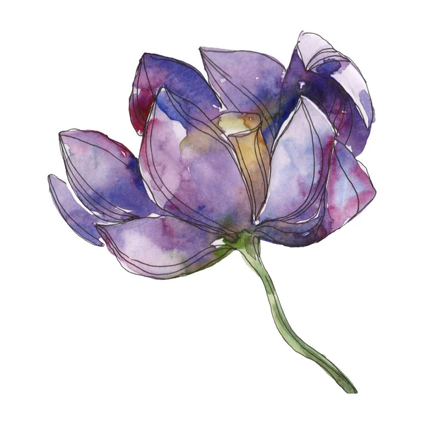 Purple lotus foral botanical flower. Wild spring leaf wildflower isolated. Watercolor background illustration set. Watercolour drawing fashion aquarelle. Isolated lotus illustration element. — Stock Photo