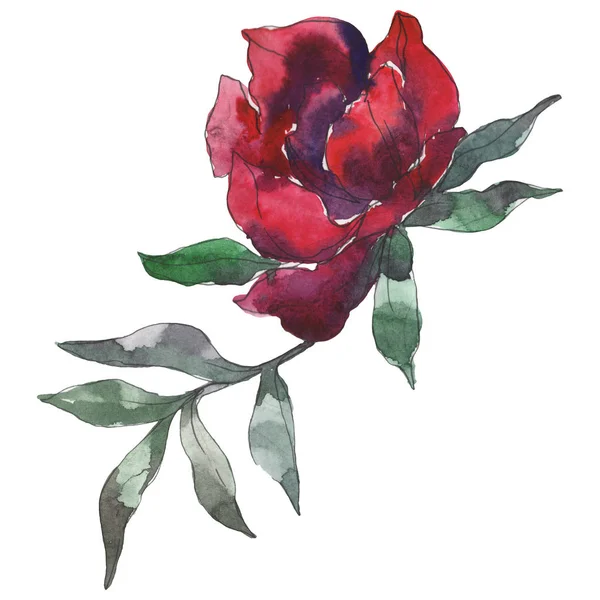 Bordeaux Pfingstrose Blumen botanische Blume. wildes Frühlingsblatt Wildblume isoliert. Aquarell Hintergrund Set vorhanden. Aquarell zeichnen Mode-Aquarell. isolierte Pfingstrose Illustrationselement. — Stockfoto