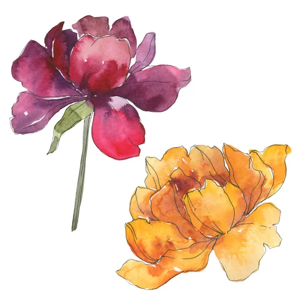 Yellow and burgundy peonies. Watercolor background set. Isolated peonies illustration elements. — Stock Photo