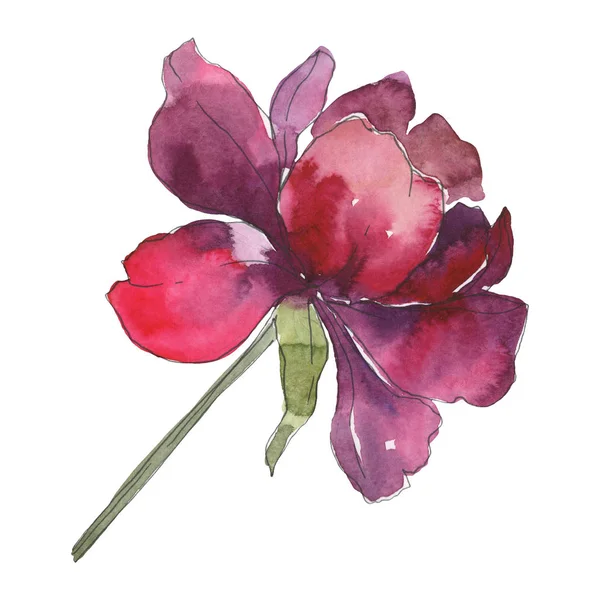 Burgundy peony floral botanical flower. Wild spring leaf wildflower isolated. Watercolor background set. Watercolour drawing fashion aquarelle. Isolated peony illustration element. — Stock Photo