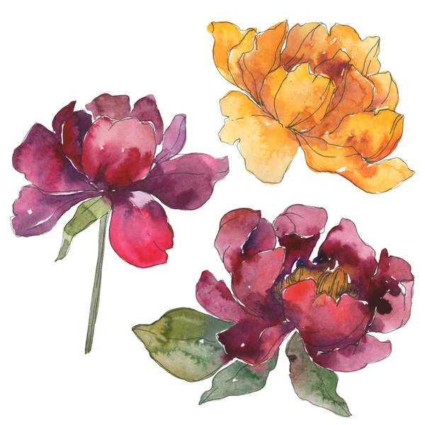 Peonie gialle e bordeaux. Set sfondo acquerello. Peonie isolate elementi illustrativi . — Foto stock