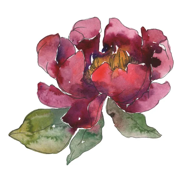 Peonia Borgogna fiore botanico floreale. Fiore selvatico primaverile isolato. Set sfondo acquerello. Acquerello disegno moda acquerello. Elemento di illustrazione peonia isolata . — Foto stock