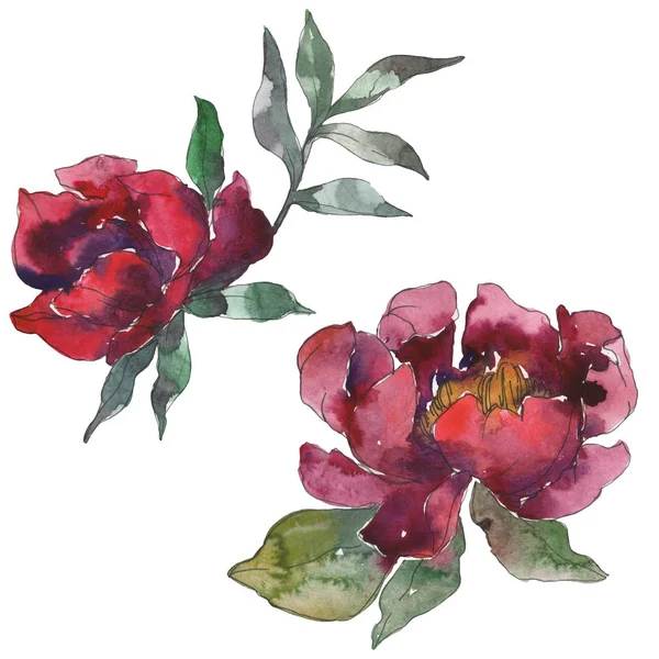 Burgundy peonies. Watercolor background set. Isolated peonies illustration elements. — Stock Photo