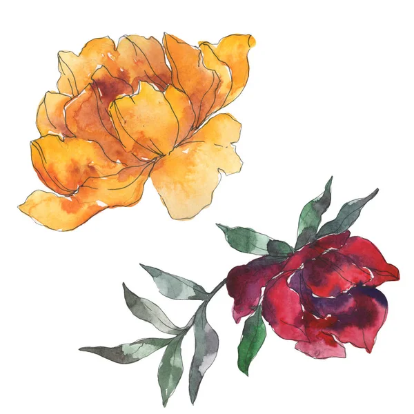 Yellow and burgundy peonies. Watercolor background set. Isolated peonies illustration elements. — Stock Photo