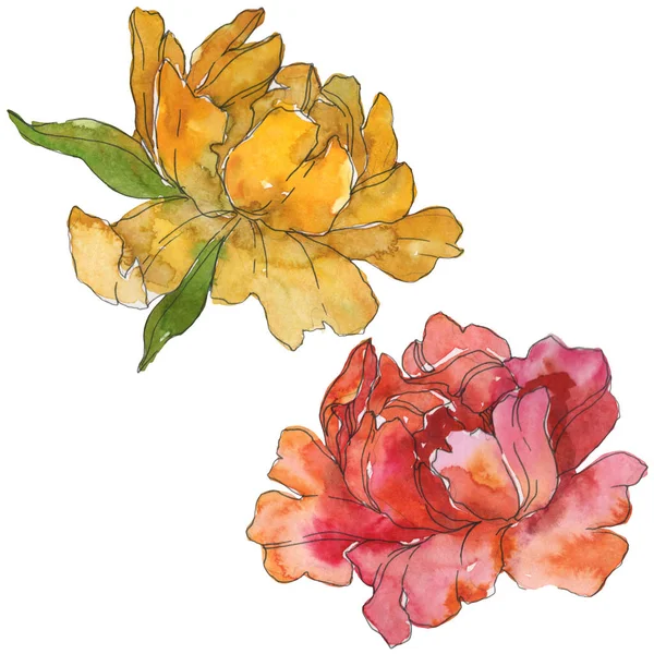 Yellow and red peonies isolated on white. Watercolor background illustration set. Isolated peony illustration elements. — Stock Photo