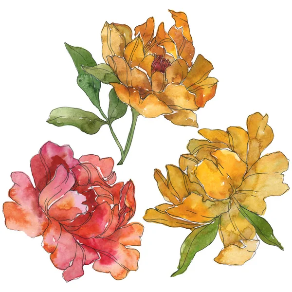 Pivoines jaunes et rouges isolées sur blanc. Ensemble d'illustration de fond aquarelle. Éléments d'illustration de pivoine isolés . — Photo de stock