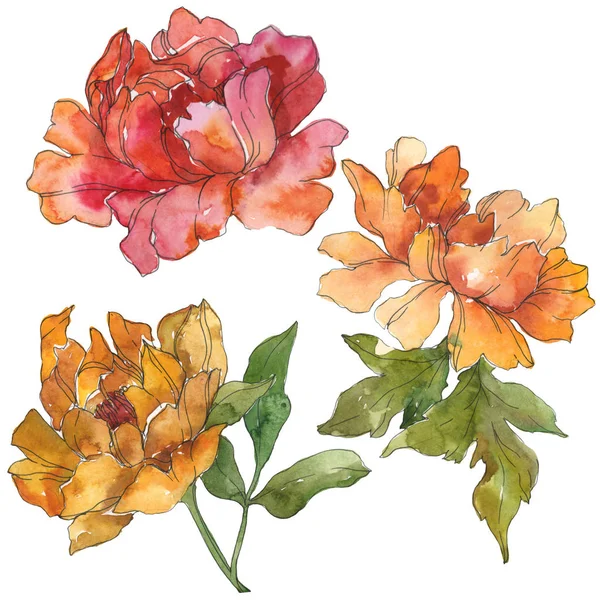 Yellow and red peonies isolated on white. Watercolor background illustration set. Isolated peony illustration elements. — Stock Photo