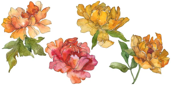 Yellow and red peonies isolated on white. Watercolor background illustration set. Isolated peony illustration elements. — Stock Photo