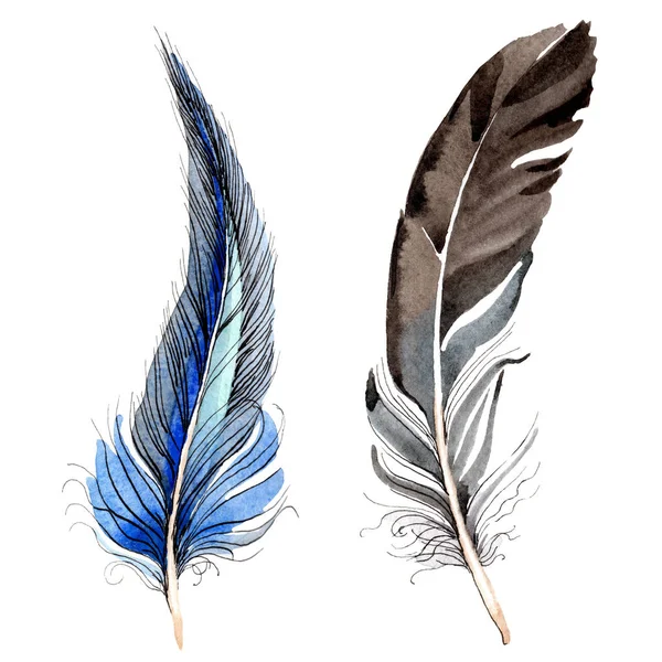 Bird feathers from wing isolated on white. Watercolor background illustration set. — Stock Photo