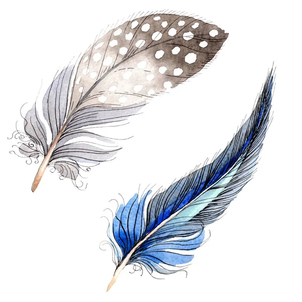 Bird feathers from wing isolated on white. Watercolor background illustration set. — Stock Photo