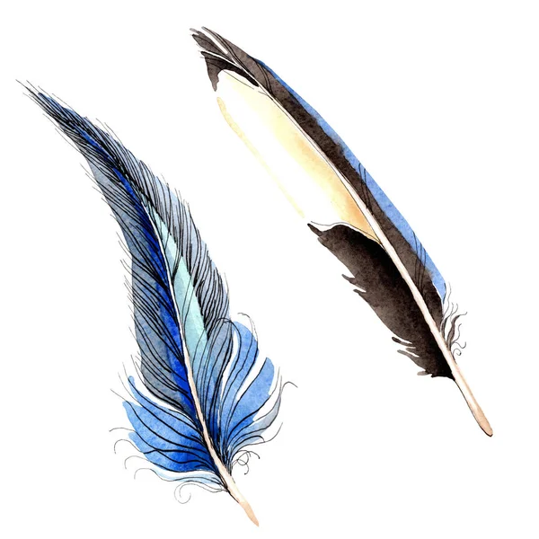 Bird feathers from wing isolated on white. Watercolor background illustration set. — Stock Photo