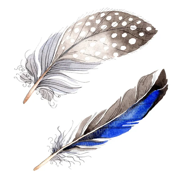 Bird feathers from wing isolated on white. Watercolor background illustration set. — Stock Photo