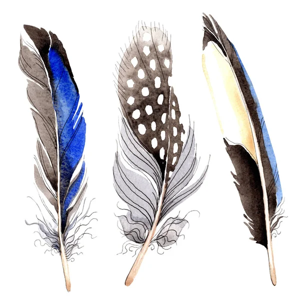 Bird feathers from wing isolated on white. Watercolor background illustration set. — Stock Photo