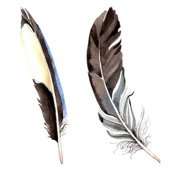 Piume di uccello da ala isolata su bianco. Acquerello sfondo illustrazione set . — Foto stock
