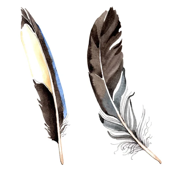 Bird feathers from wing isolated on white. Watercolor background illustration set. — Stock Photo