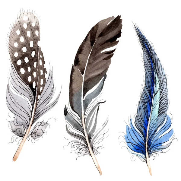 Bird feathers from wing isolated on white. Watercolor background illustration set. — Stock Photo