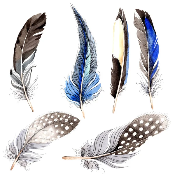 Bird feathers from wing isolated on white. Watercolor background illustration set. — Stock Photo