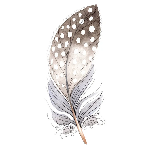 Bird feather from wing isolated on white. Watercolor background illustration element. — Stock Photo