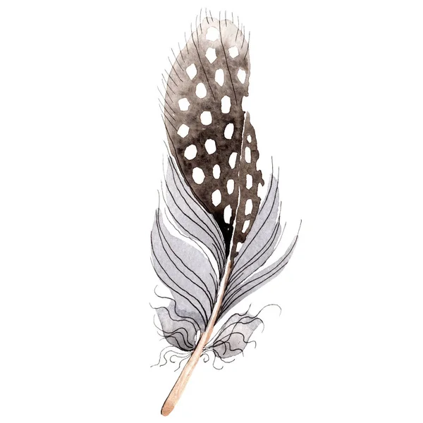 Plume d'oiseau de l'aile isolée sur blanc. Aquarelle fond illustration élément . — Photo de stock