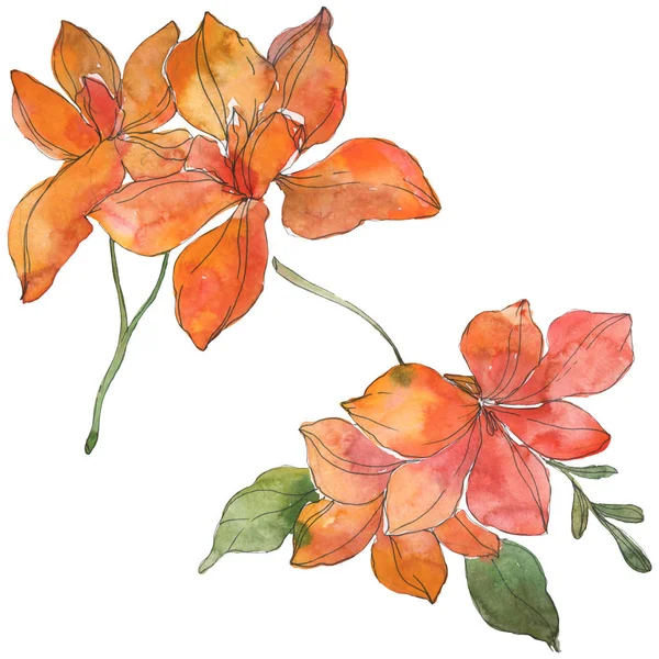 Flores botánicas tropicales rojas y amarillas. Flor silvestre de hoja de primavera. Conjunto de ilustración de fondo acuarela. Acuarela dibujo moda aquarelle. Elemento de ilustración de flores aisladas . - foto de stock