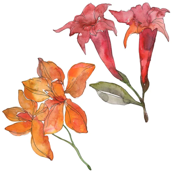 Flores botánicas tropicales rojas y amarillas. Flor silvestre de hoja de primavera. Conjunto de ilustración de fondo acuarela. Acuarela dibujo moda aquarelle. Elemento de ilustración de flores aisladas . - foto de stock