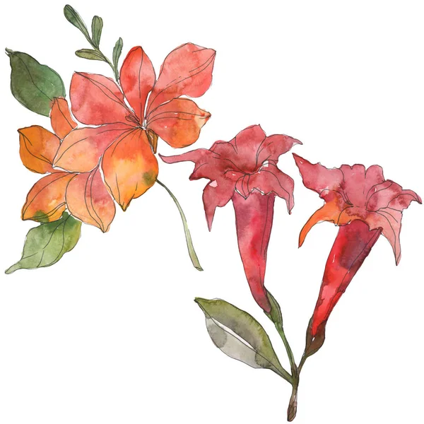 Flores botânicas tropicais vermelhas e amarelas. Folha selvagem da primavera wildflower. Conjunto de ilustração de fundo aquarela. Aquarelle desenho aquarelle moda. Isolado elemento ilustração flor . — Fotografia de Stock