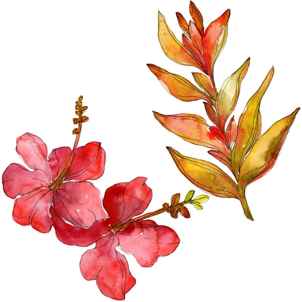 Blüten isoliert auf weiß. Aquarell Hintergrund Illustration Set. — Stockfoto