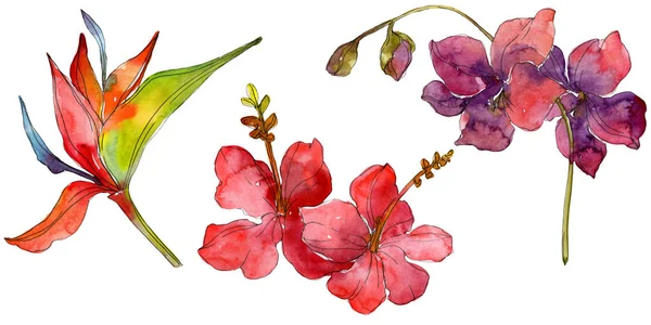 Blüten isoliert auf weiß. Aquarell Hintergrund Illustration Set. — Stockfoto