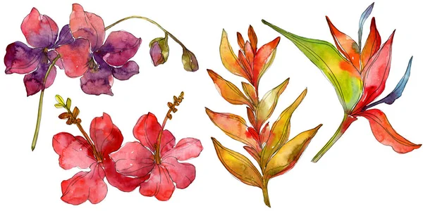 Flores isoladas em branco. Conjunto de ilustração de fundo aquarela . — Fotografia de Stock
