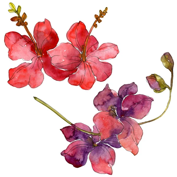 Blüten isoliert auf weiß. Aquarell Hintergrund Illustration Set. — Stockfoto