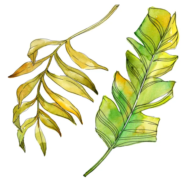 Fleurs botaniques florales tropicales. Feuille de plante exotique isolée. Ensemble d'illustration de fond aquarelle. Aquarelle dessin mode aquarelle isolé. Feuilles isolées élément d'illustration . — Photo de stock