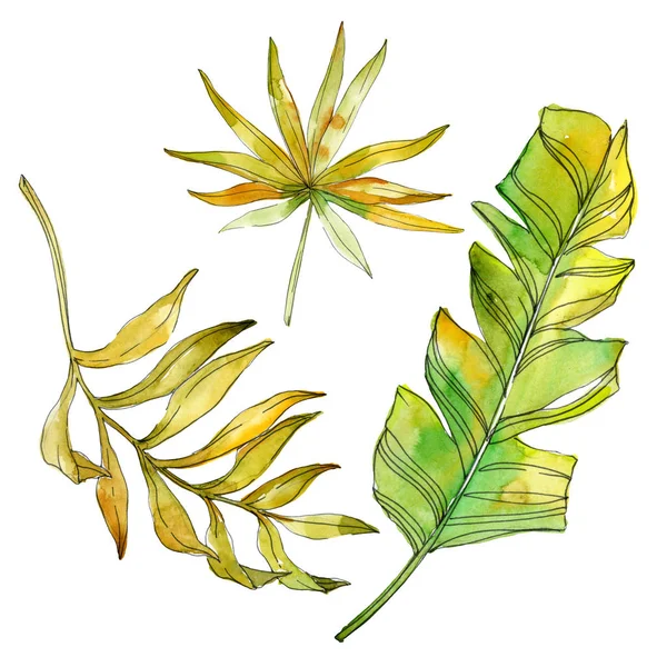 Fleurs botaniques florales tropicales. Feuille de plante exotique isolée. Ensemble d'illustration de fond aquarelle. Aquarelle dessin mode aquarelle isolé. Feuilles isolées élément d'illustration . — Photo de stock