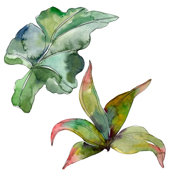 Green leaf plant botanical garden floral foliage. Exotic tropical hawaiian summer. Watercolor background illustration set. Watercolour drawing fashion aquarelle. Isolated leaf illustration element. — Stock Photo