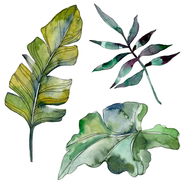 Green leaf plant botanical garden floral foliage. Exotic tropical hawaiian summer. Watercolor background illustration set. Watercolour drawing fashion aquarelle. Isolated leaf illustration element. — Stock Photo