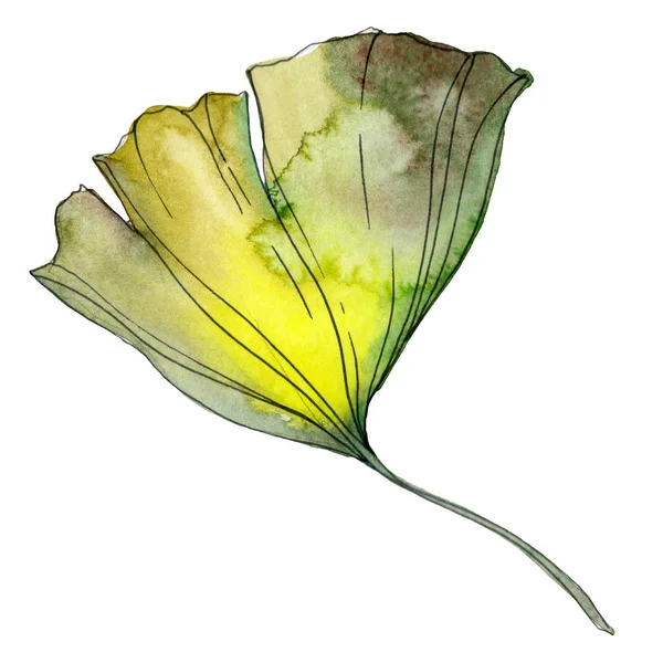 Gelbes und grünes Ginkgo biloba isoliertes Blatt. Aquarell Hintergrundillustration. — Stockfoto