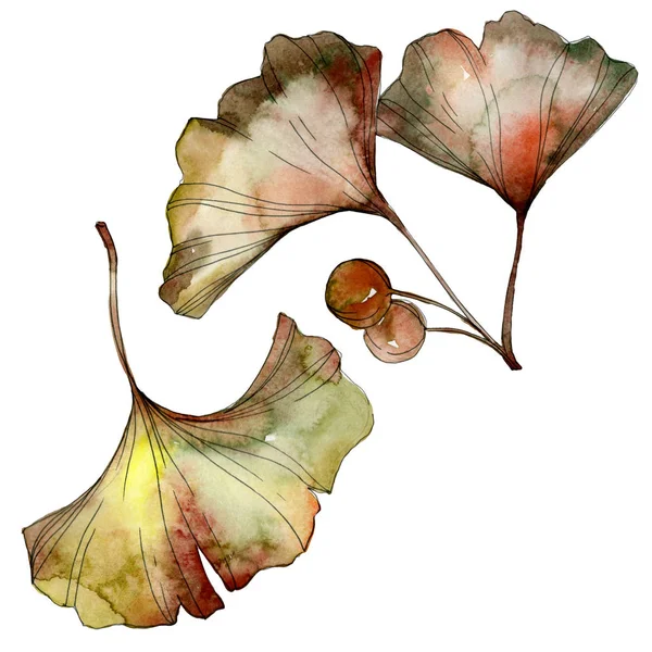 Grüne und gelbe Blätter des Ginkgo biloba isoliert auf weiß. Aquarell Hintergrund Illustration Set. — Stockfoto