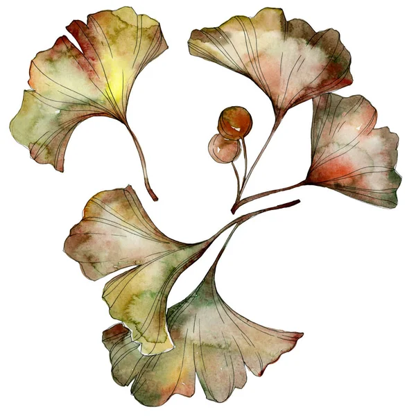 Foglie di ginkgo biloba verdi e gialle isolate su bianco. Acquerello sfondo illustrazione set . — Foto stock