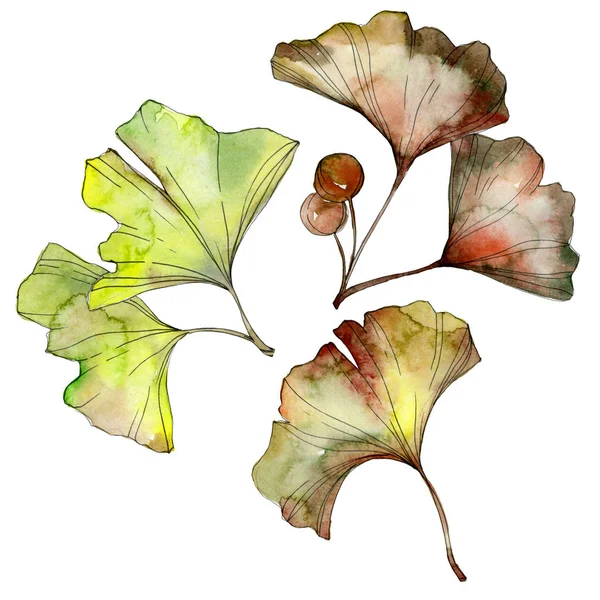 Folhas de ginkgo biloba verdes e amarelas isoladas em branco. Conjunto de ilustração de fundo aquarela . — Fotografia de Stock