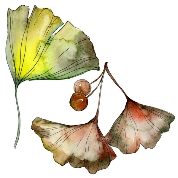 Green and yellow ginkgo biloba leaves isolated on white. Watercolor background illustration set. — Stock Photo