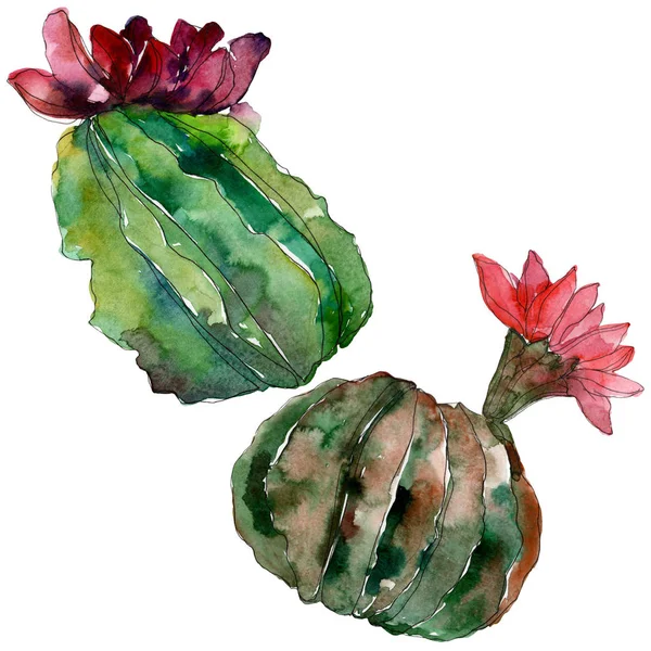 Fleurs botaniques florales de cactus vert. Feuille sauvage de printemps fleur sauvage isolée. Ensemble d'illustration de fond aquarelle. Aquarelle dessin mode aquarelle. Élément d'illustration de cactus isolés . — Photo de stock