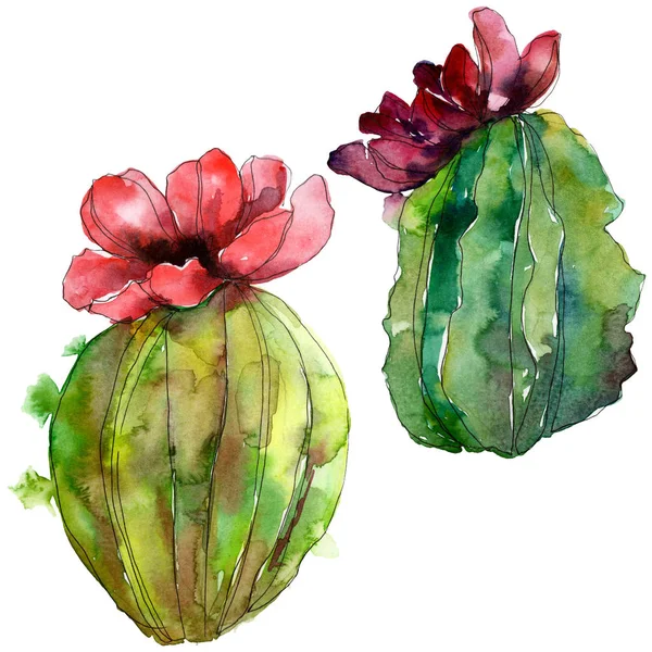 Fleurs botaniques florales de cactus vert. Feuille sauvage de printemps fleur sauvage isolée. Ensemble d'illustration de fond aquarelle. Aquarelle dessin mode aquarelle. Élément d'illustration de cactus isolés . — Photo de stock